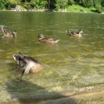 Widok na pływające kaczki krzyżówki - fauna Dunajca